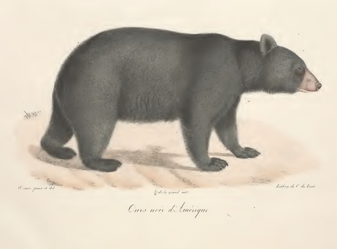 A drawing of the American black bear did not appear in Pallas
