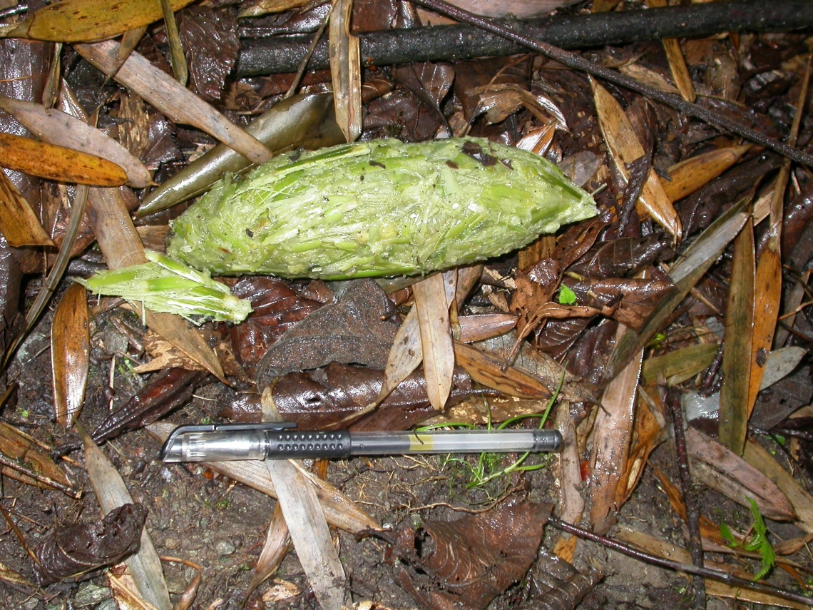 Giant panda_A melanoleuca_Wolong NR_fresh feces with bamboo fragments_Sheng Li