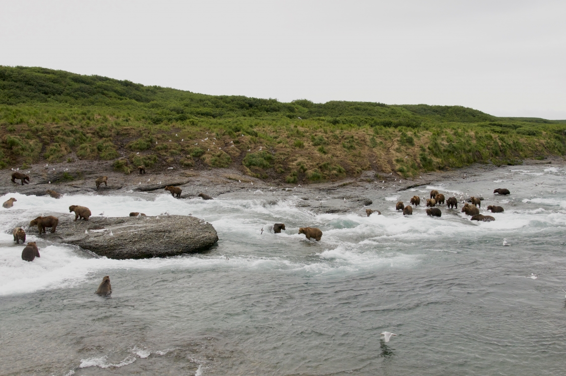 Brown bear_U arctos_McNeil River Falls Katmai Peninsula Alaska_salmon fishing at productive salmon spawning river_J Hechtal