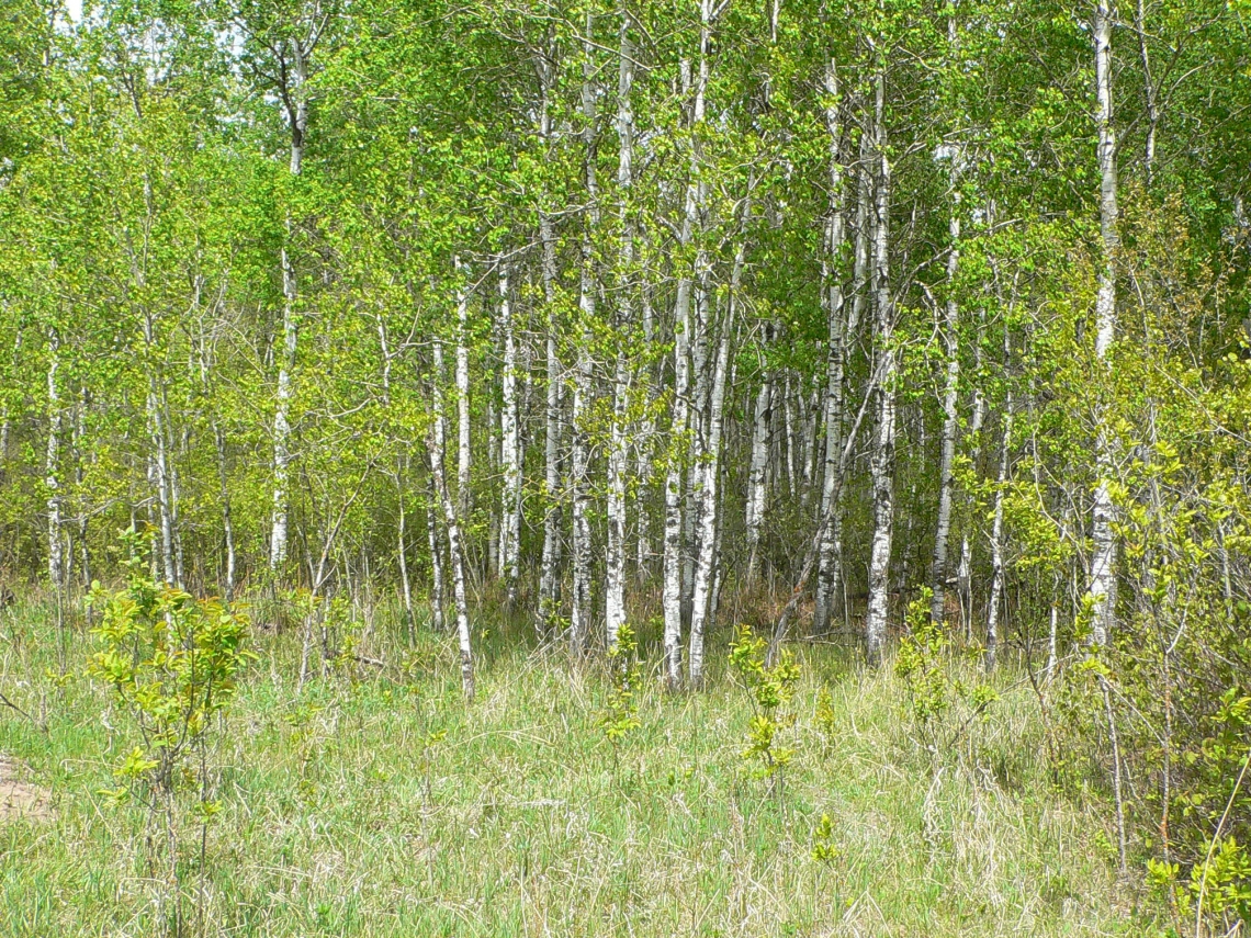 American black bear_U americanus Minnesota_aspen parkland bear habitat_D Garshelis
