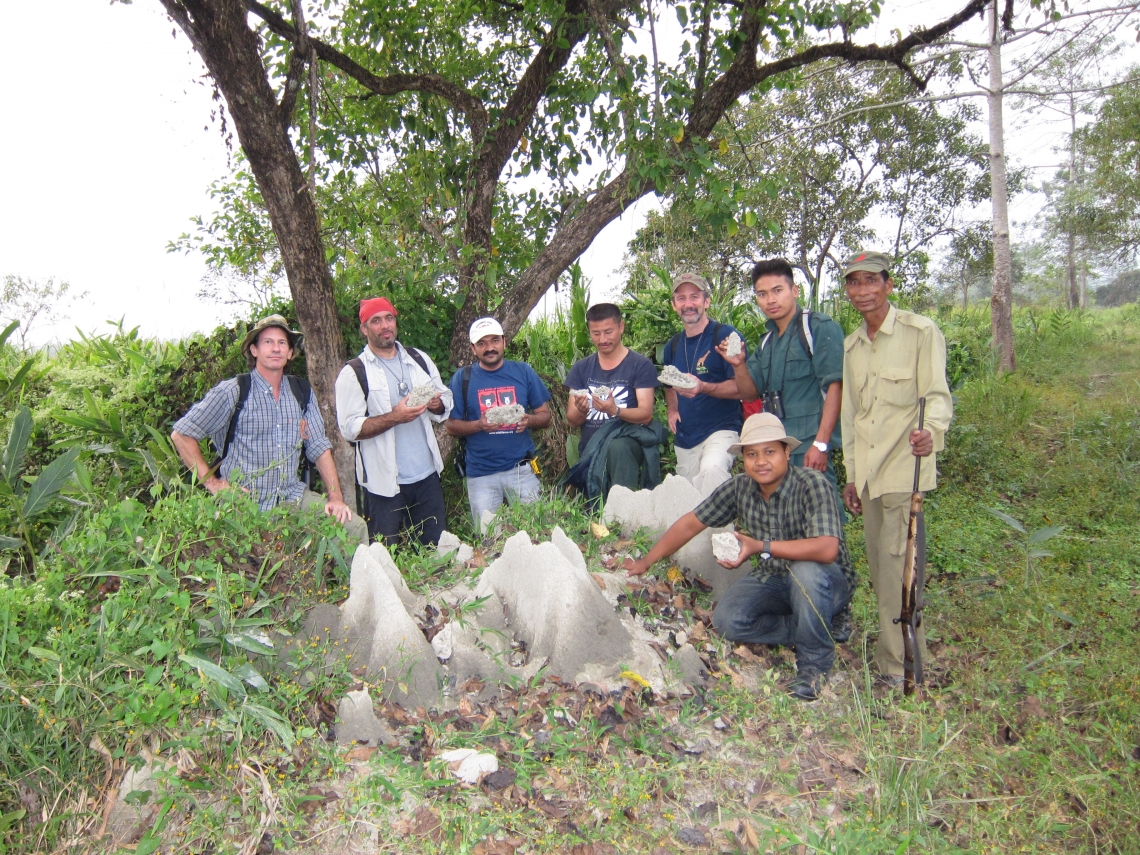 Sloth bear_M ursinus_Manas NP India_finding distinctive sign destroyed termite mound_D Garshelis