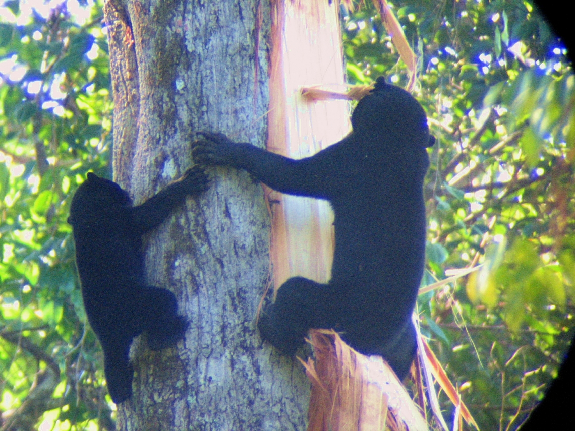 Sun bear_H malayanus_Sabah, Malaysia_mother and cub breaking into stingless bees nest_Wineke Schoo_2