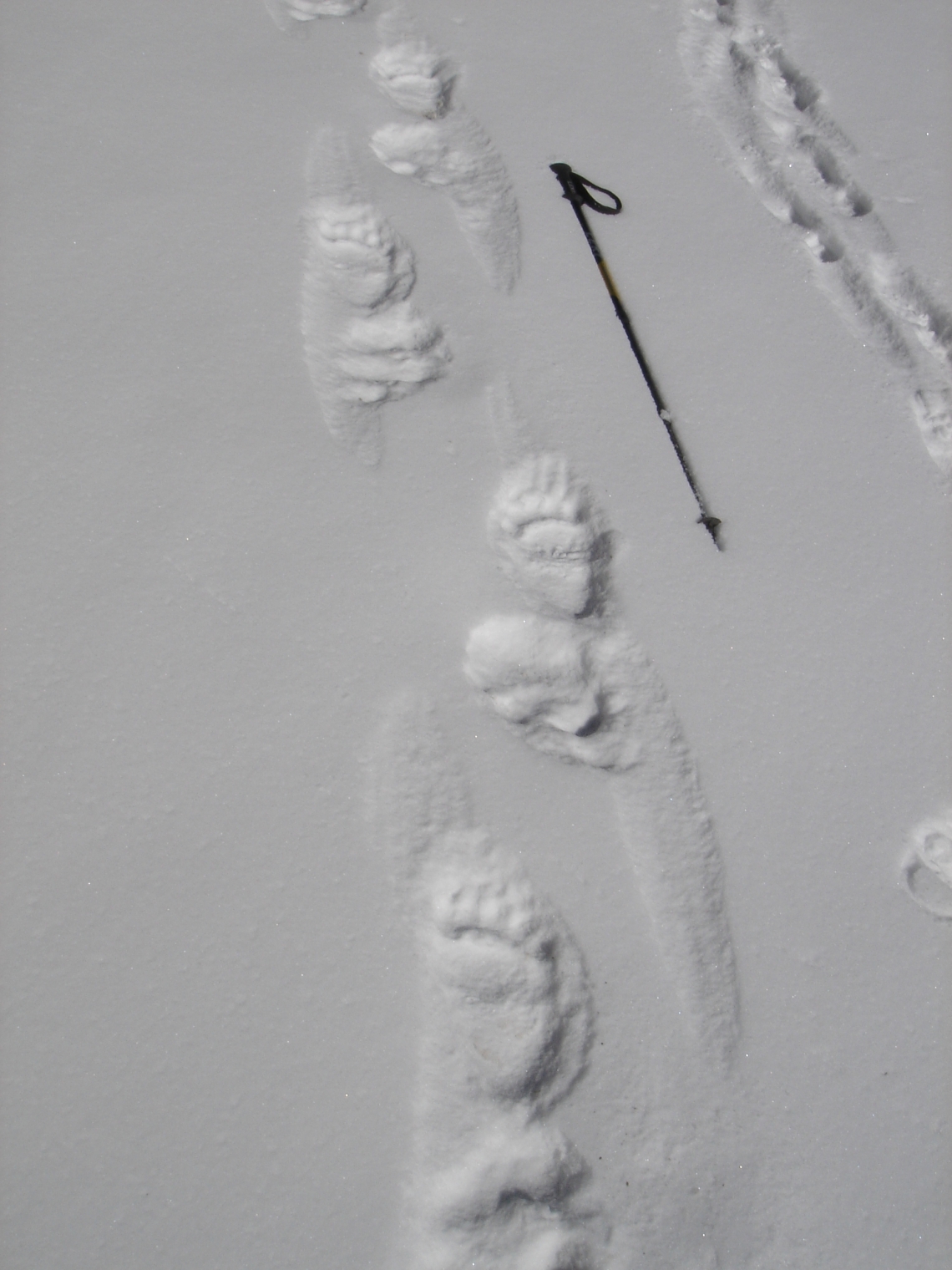 Brown bear_U arctos_Nepal_ bear tracks 5500m JPG