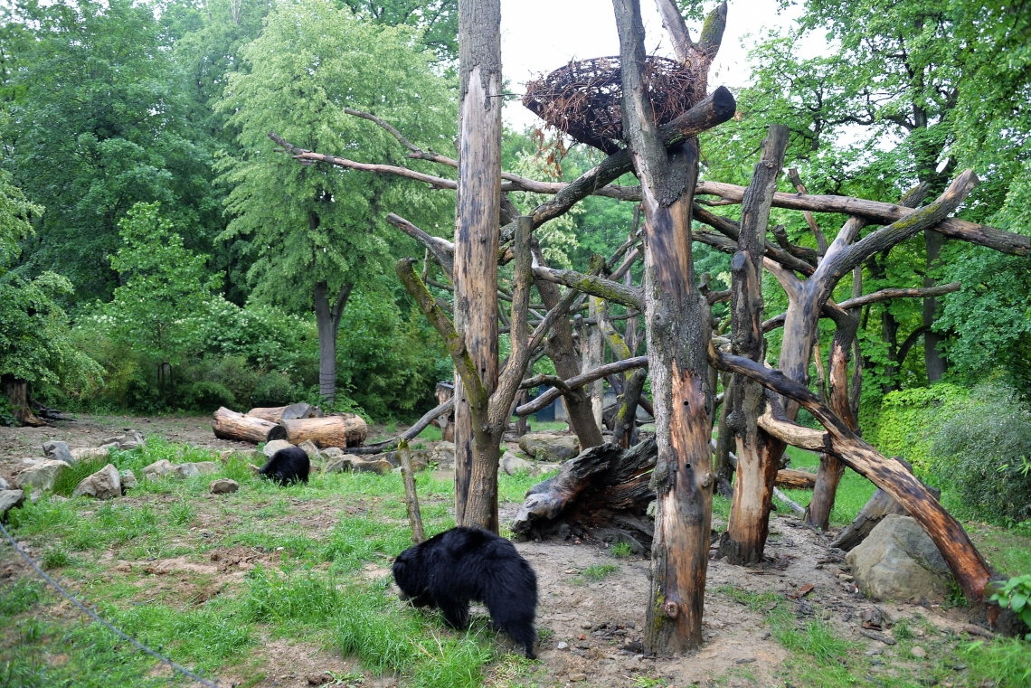Sloth bear_M ursinus_Zlin Lesna zoo Czech Republic_Z Petró