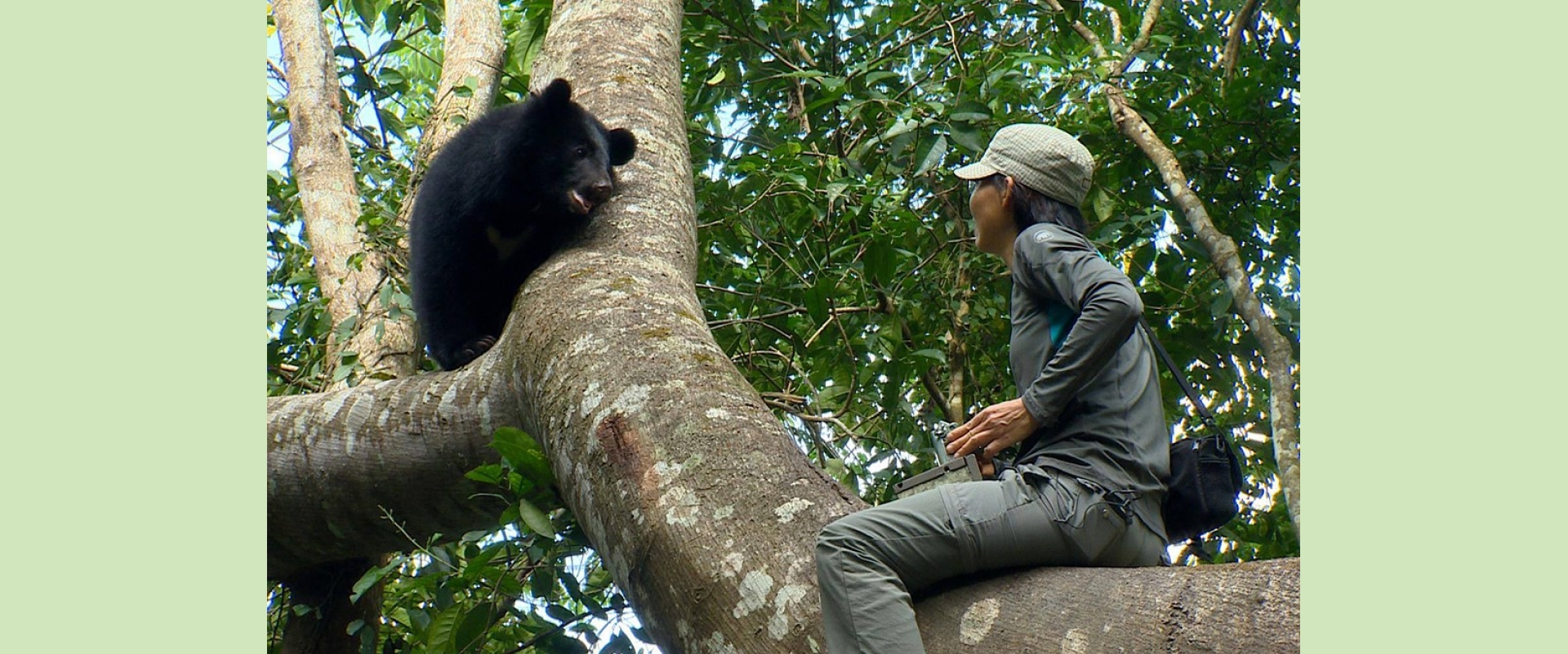 Asiatic black bear