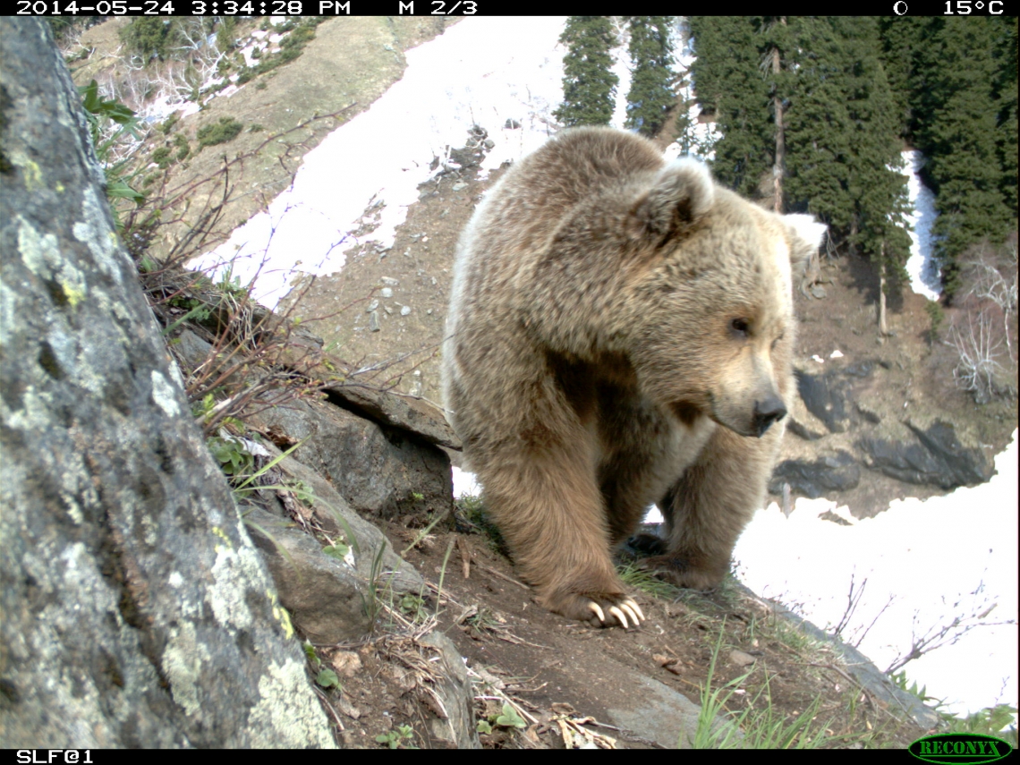 Brown_bear_U arctos_Machiara National Park_light coat_Pakistan_S Hameed