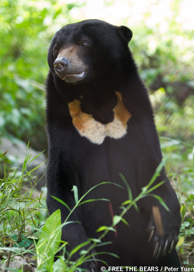 Sun bear_H malayanus_Cambodia Bear Sanctuary Cambodia_rescued from illegal trade_light chest blaze dark face_Free the Bears