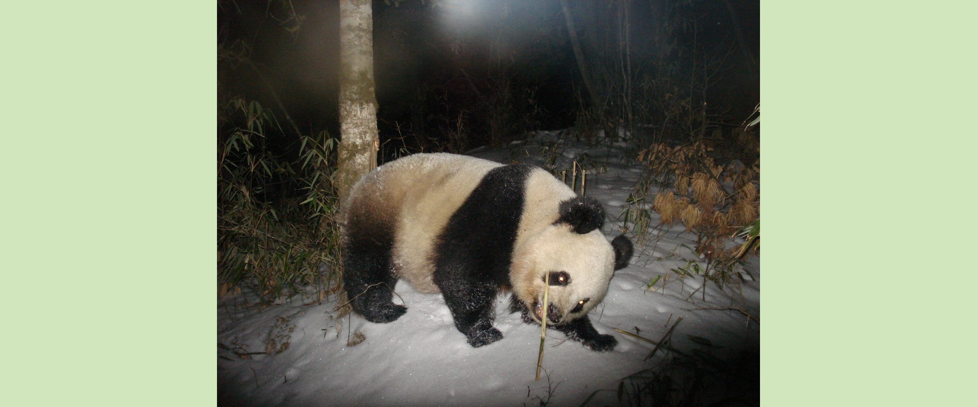 Giant panda