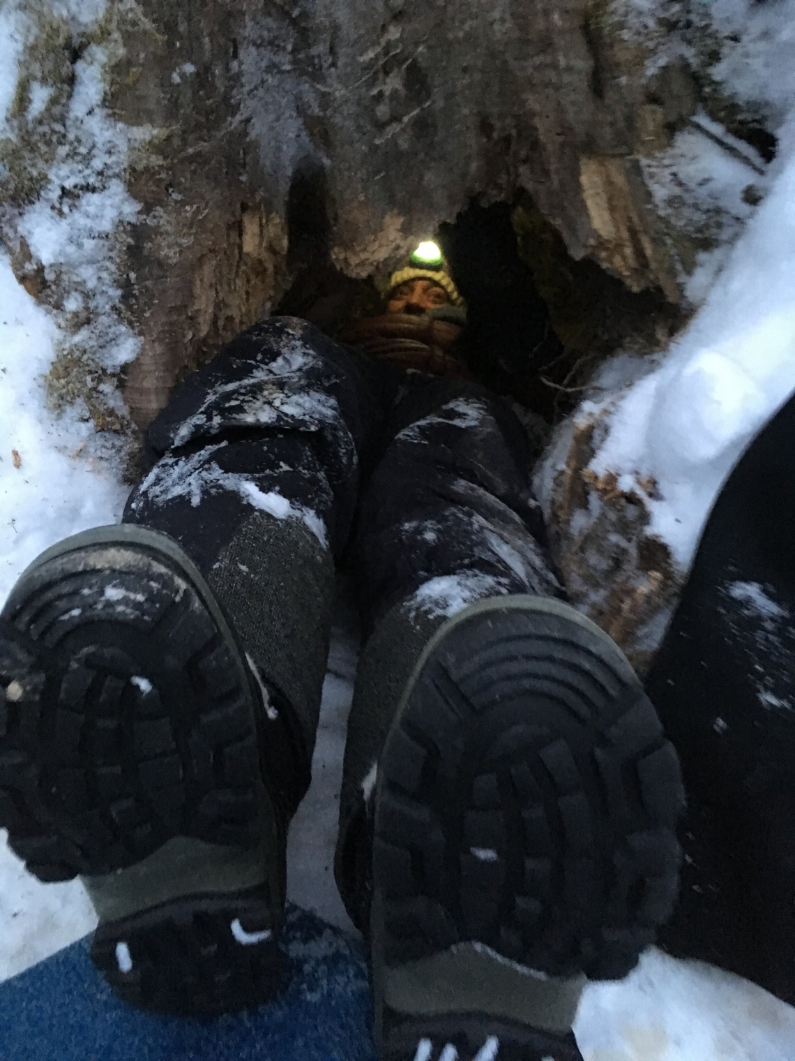 American black bear_U americanus_Minnesota_researcher measuring inside bear den_D Garshelis