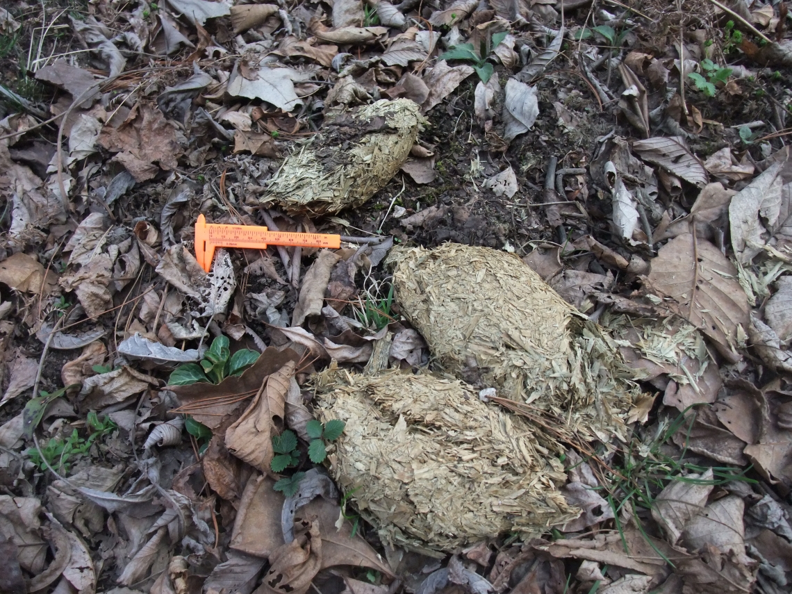 Giant panda_A melanoleuca_Changqing NR_feces with bamboo leaves_Sheng Li