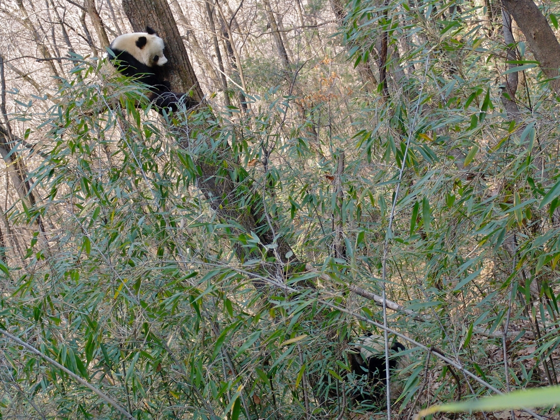 Giant panda_A melanoleuca_Foping NR_estrous female in tree courting male at base_IOZCAS