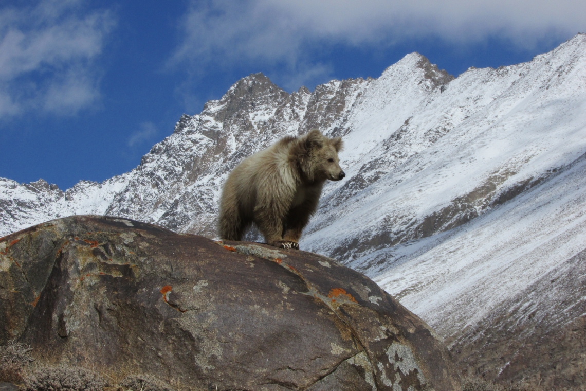 Brown bear_U arctos_Tajikistan Central Asia_light coat_K. Karimov