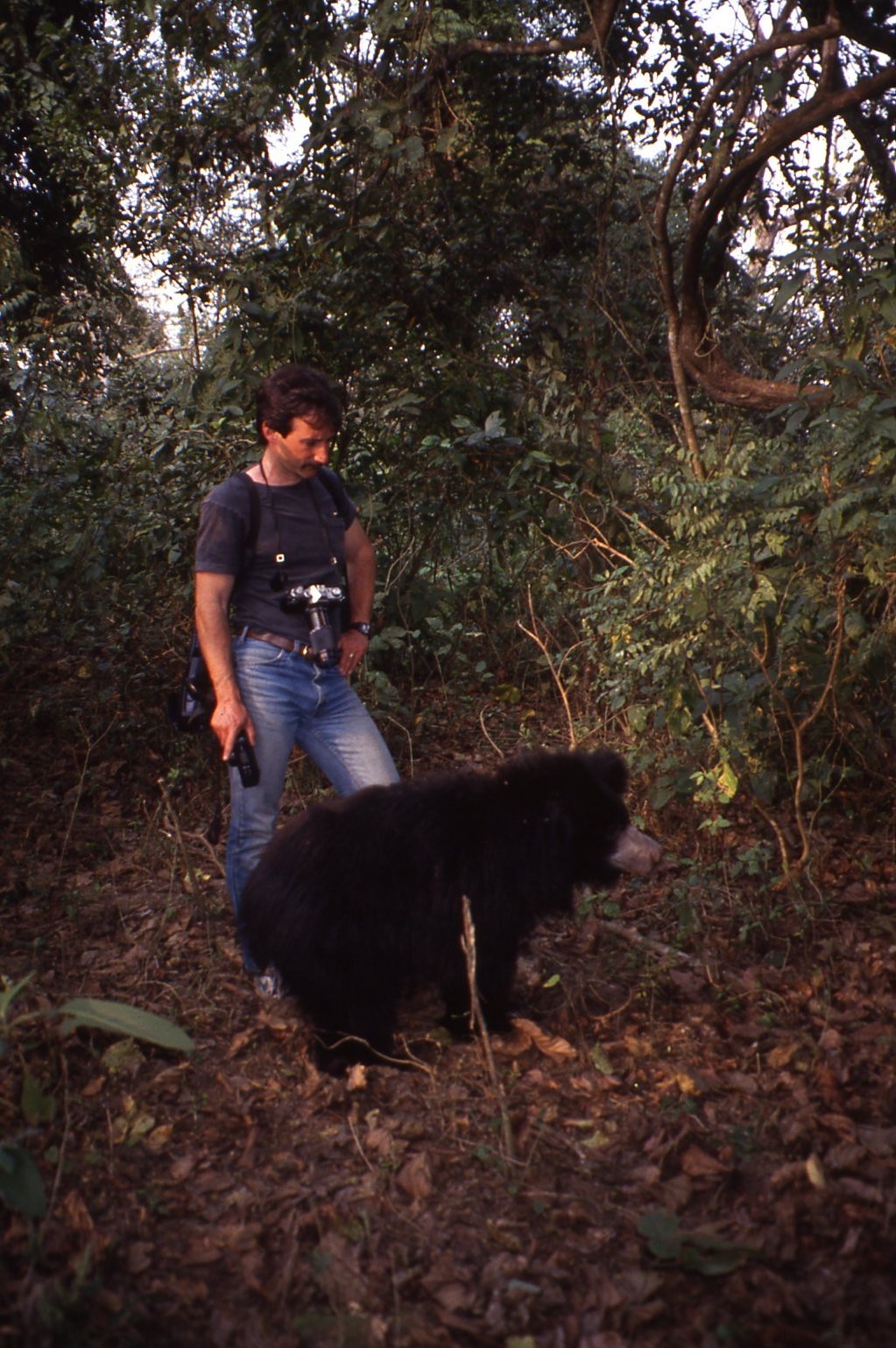 Sloth bear_M ursinus_Chitwan Nepal_ observing previously orphaned cub released to wild_D Garshelis
