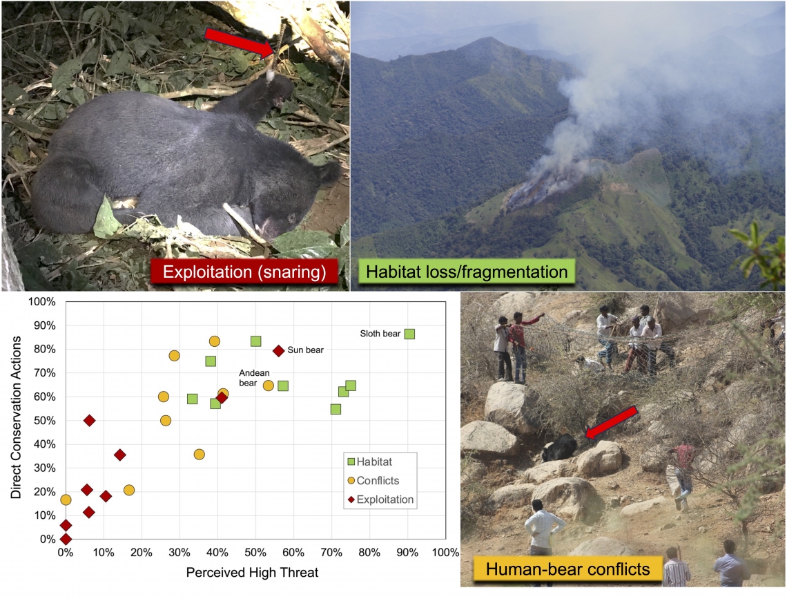 Major threats of poaching (snaring), habitat loss, and human–bear conflicts. Photos: M-H Hwang, D. Garshelis, N. Dharaiya