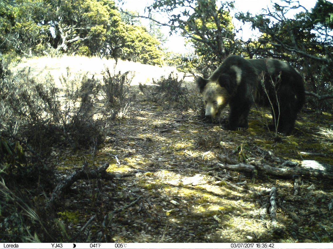Brown bear_U arctos pruinosis_western China camera trap_black pelage_Li Sheng