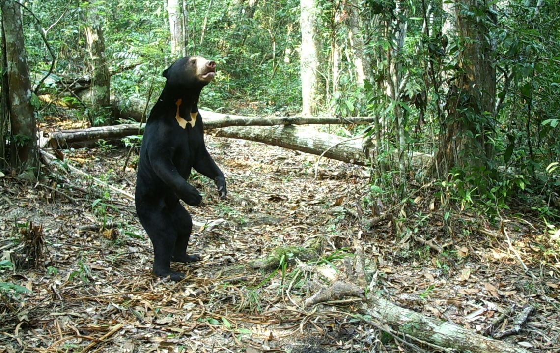 Sun bear_H malayanus_Thailand_baited camera trap photo showing individual chest marking large male_D Ngoprasert