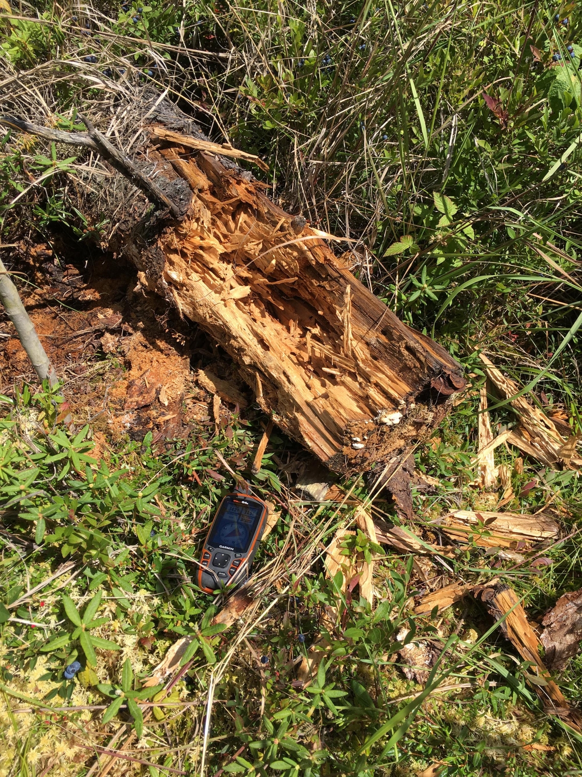 American black bear_U americanus Minnesota_broken log from feeding on ants_D Garshelis
