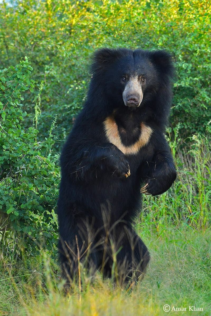 Sloth bear_M ursinus_central India_Ansar Khan