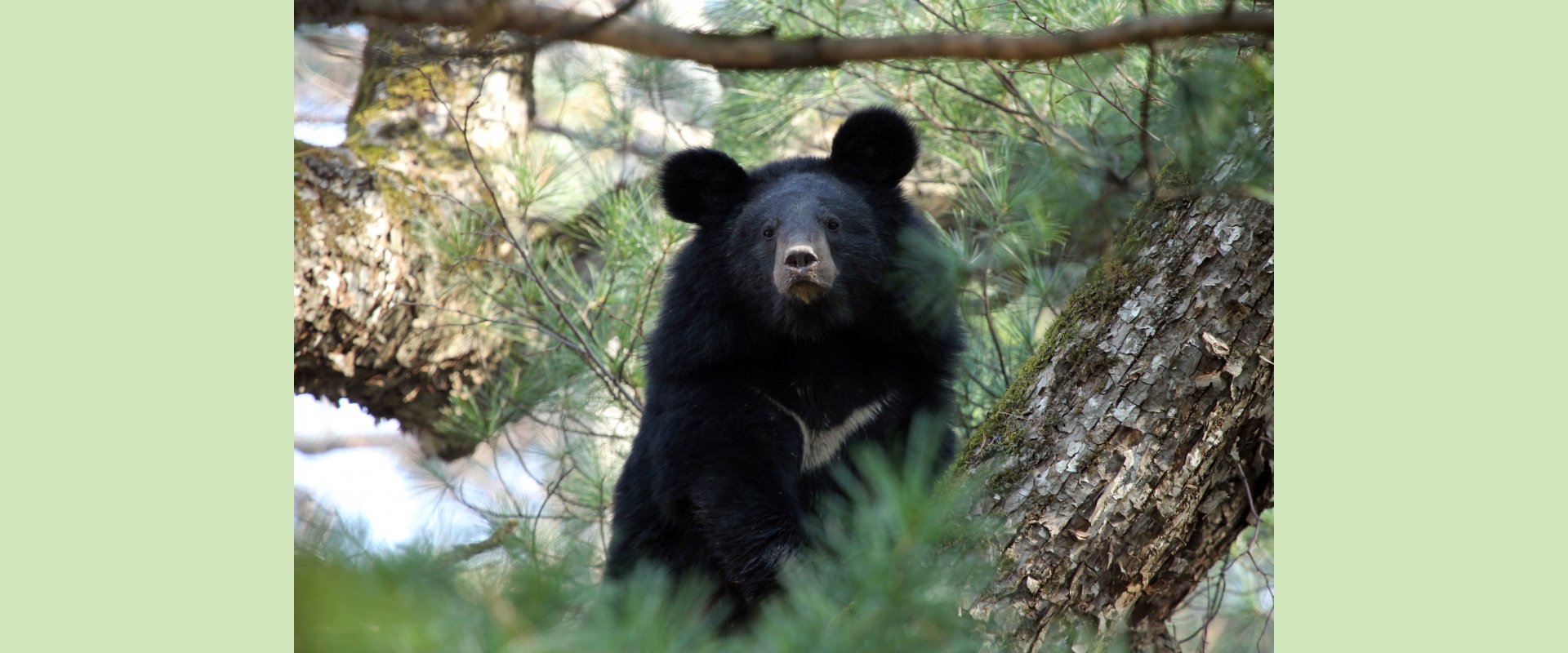 Asiatic black bear