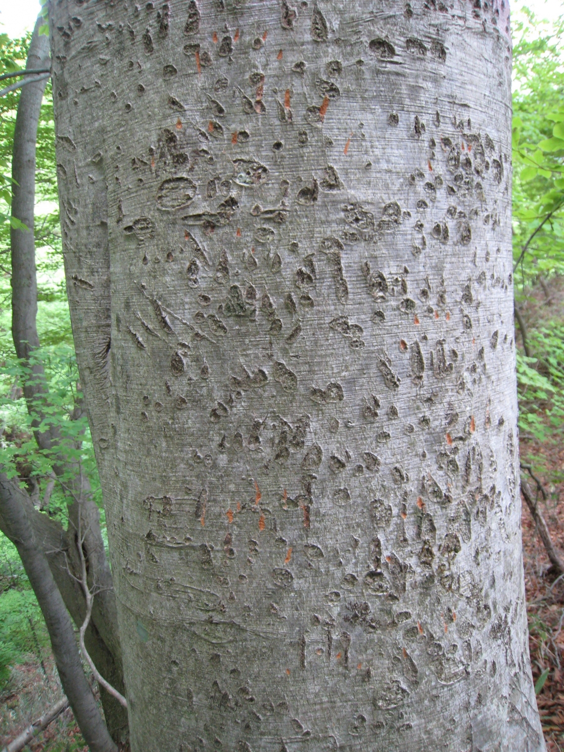 Asiatic black bear_U thibetanus_Japan_fresh and old claw marks_S Koike