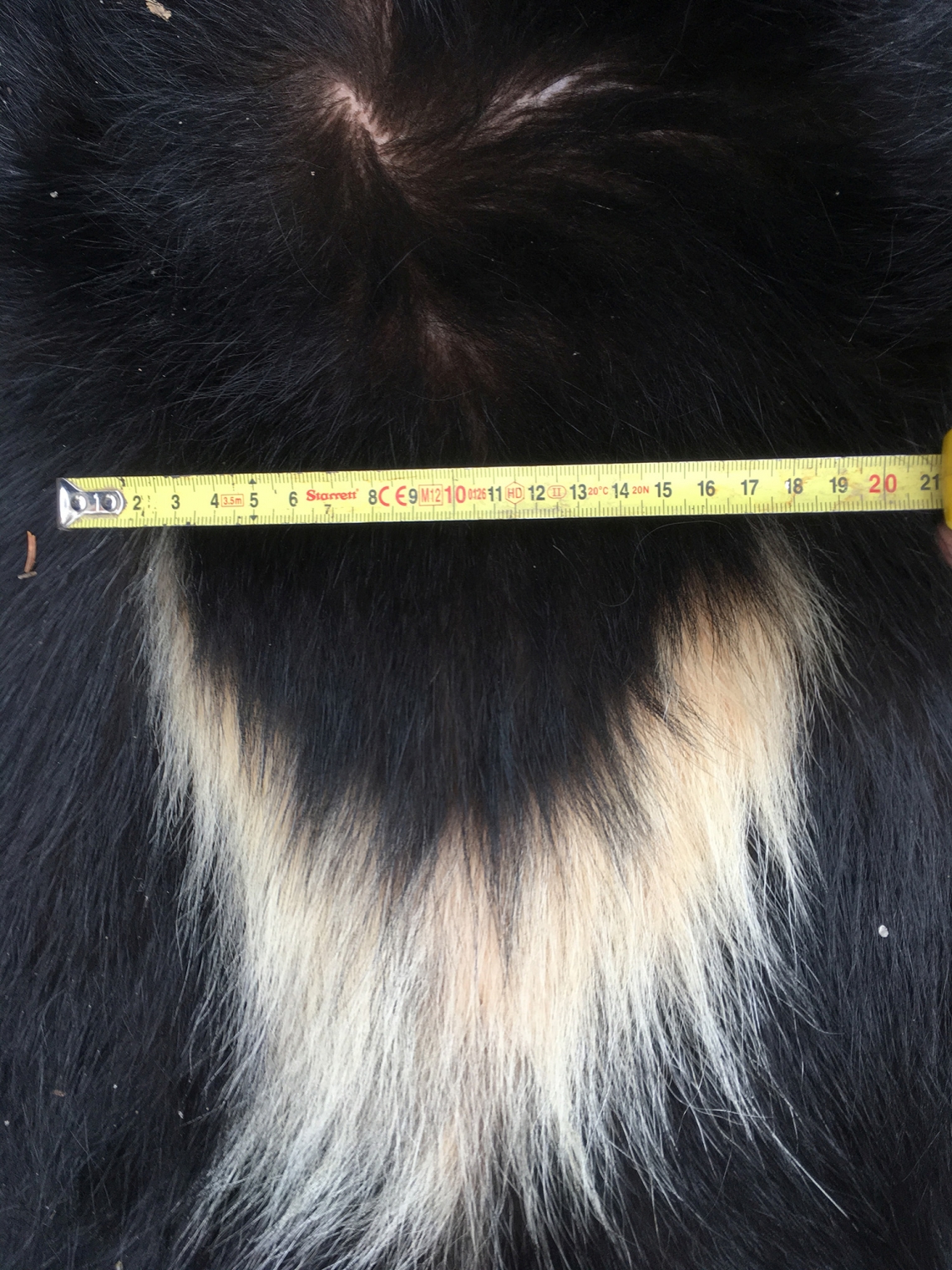 American black bear_U americanus Minnesota_prominent white chest blaze common in some populations rare in others_D Garshelis