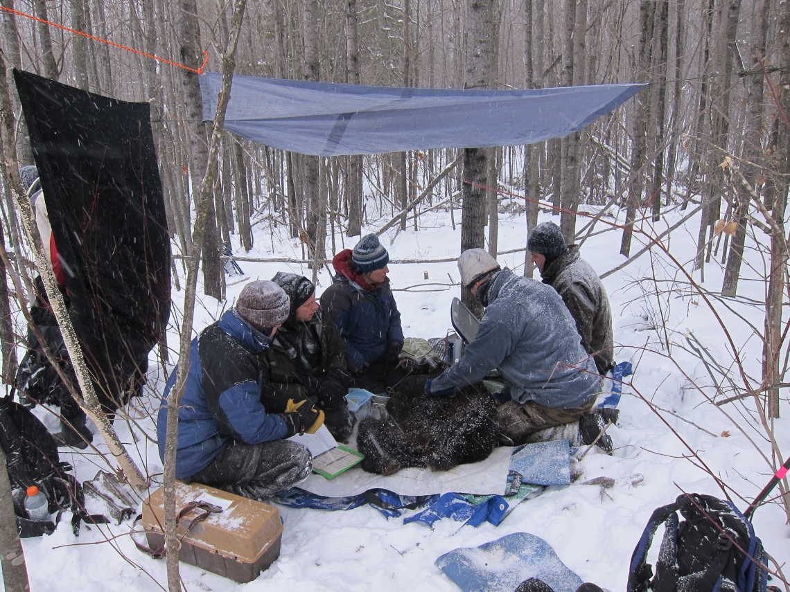 American black bear_U americanus_Minnesota_researchers studying hibernation physiology_D Garshelis