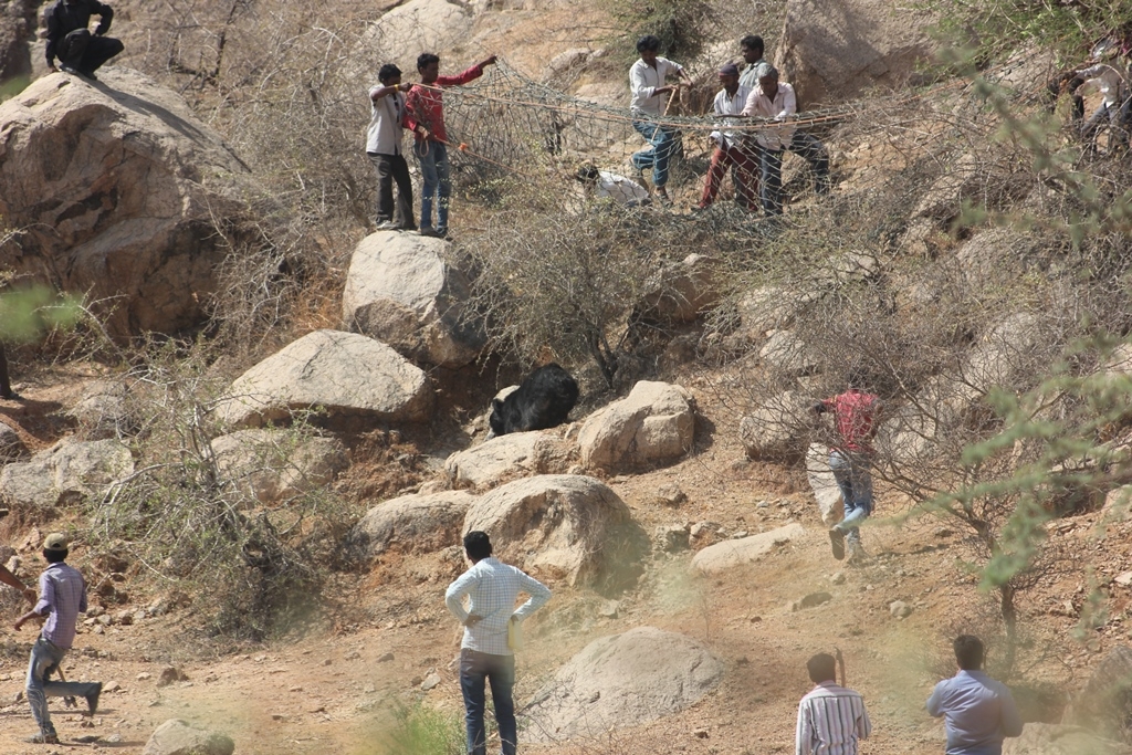 People chasing sloth bear out of village in Gujarat India_N Dharaiya