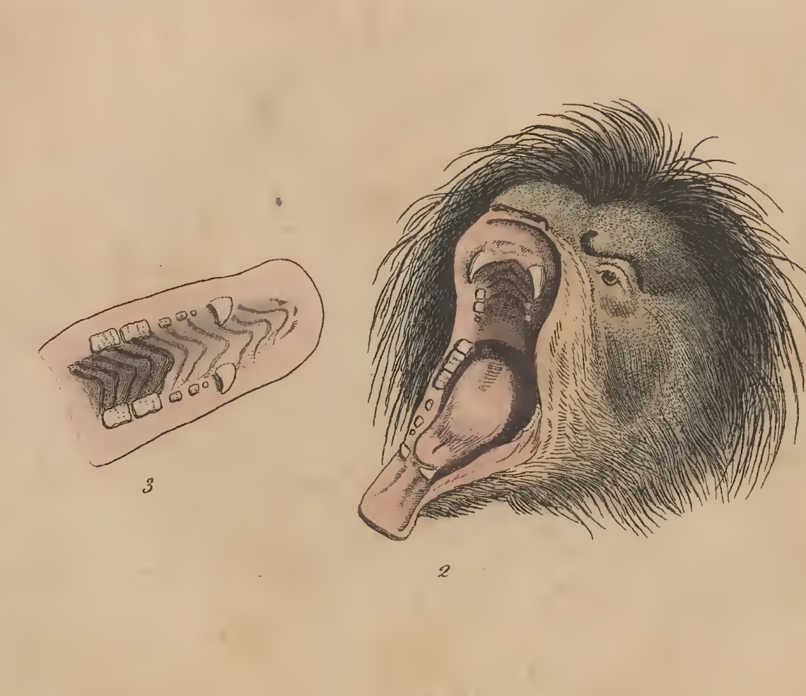 Inside the mouth of captive sloth bear, showing (incorrectly) the absence of all front teeth, leading zoologists to classify it as a sloth. (From Shaw 1791)