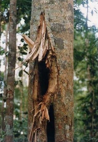 Sun bear_H malayanus_Kalimantan Indonesia_sign survey excavated Trigona nest_G Fredriksson