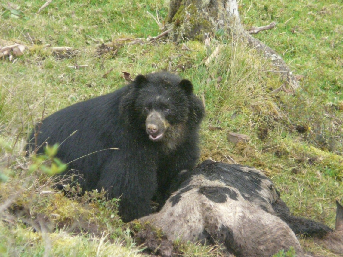 Andean bear_T ornatus_Colombia_bear with beef carcass_Javier Rodriguez-Fundación Wii