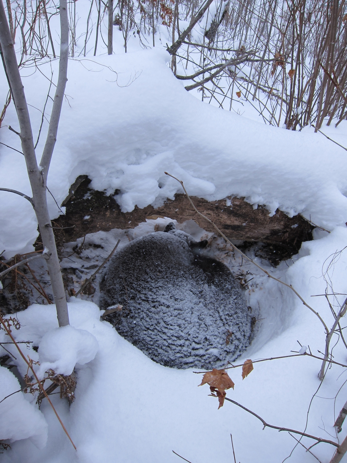 American black bear_U americanus Minnesota_pregnant female in nest den_D Garshelis