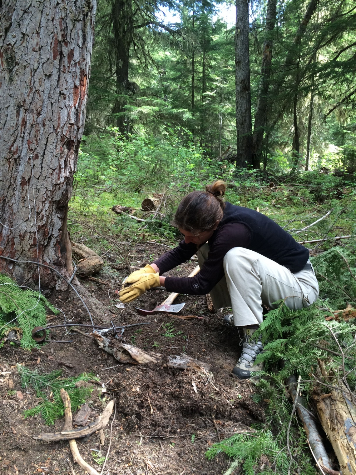 Brown bear_U arctos_Southern British Columbia Canada_ setting foot snare for radio collaring_M Proctor