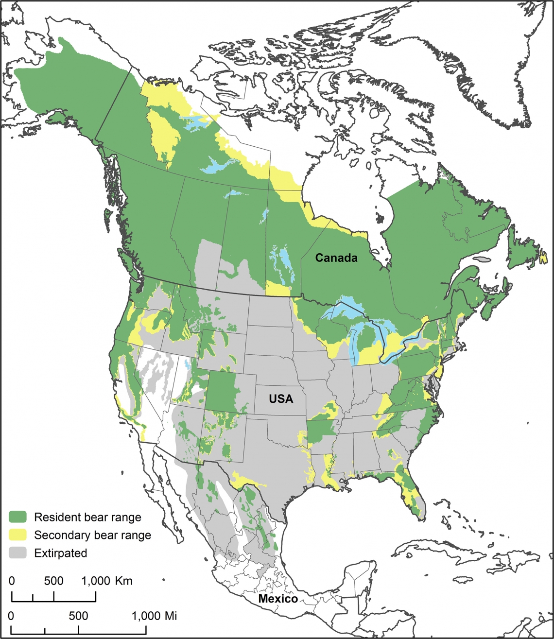 American black bear_U americanus_range map Bear Specialist Group_B Scheick