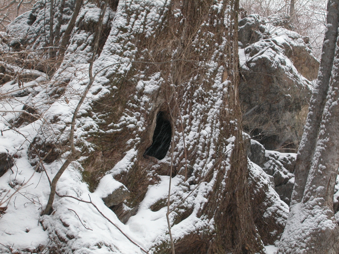 Asiatic black bear_U thibetanus_Republic of Korea_hibernation den of 2-year-old bear inside large hollow Mongolian oak tree_D-H Jeong