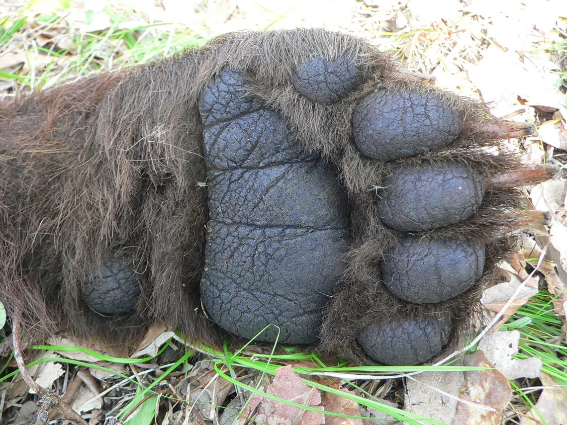 American black bear_U americanus Minnesota_front paw_D Garshelis