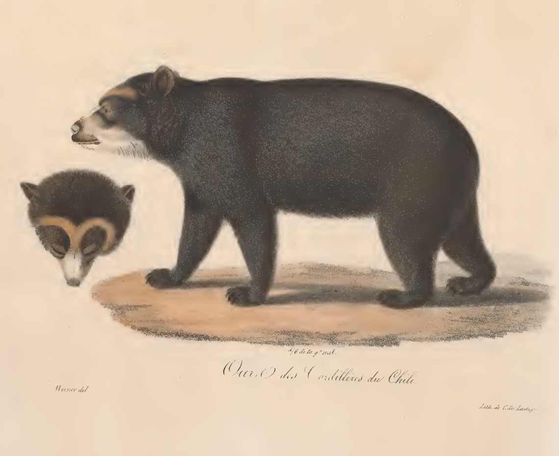 The first (live) scientific specimen of an Andean bear was reportedly obtained in Chile, where it does not naturally occur. [From St.-Hilaire & F. Cuvier 1824-25]