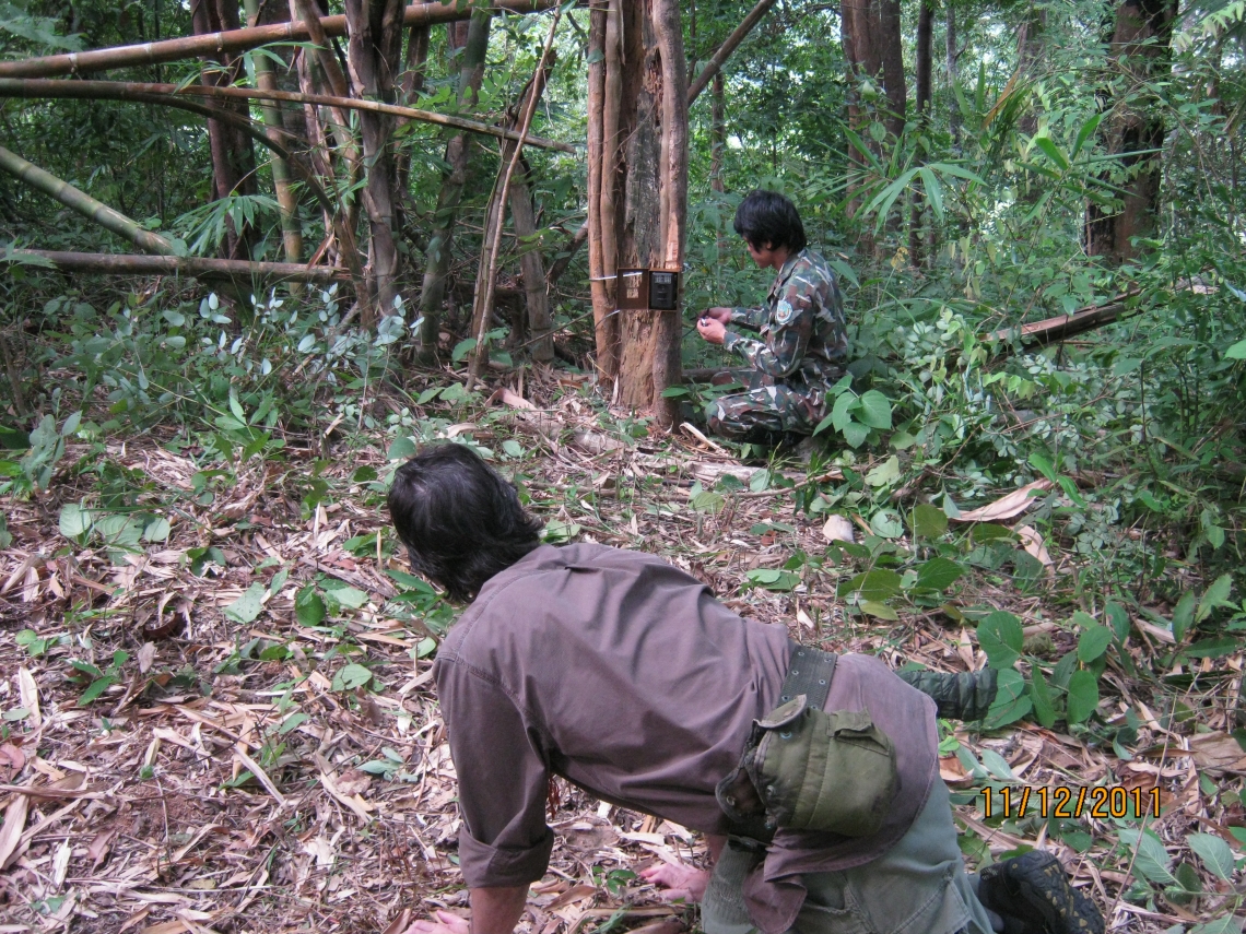 Asiatic black bear_U thibetanus_Thailand_camera trapping