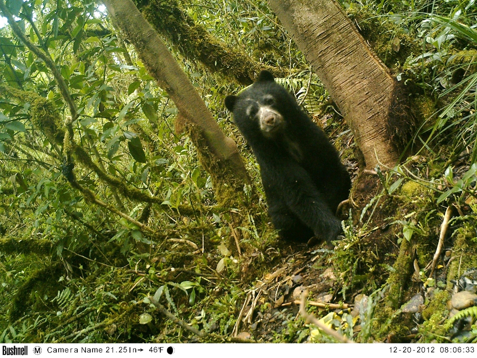 Andean bear_T ornatus_Colombia_black face bear_Fundaciòn Wii-Nexen-Corpoguavio-Colombia