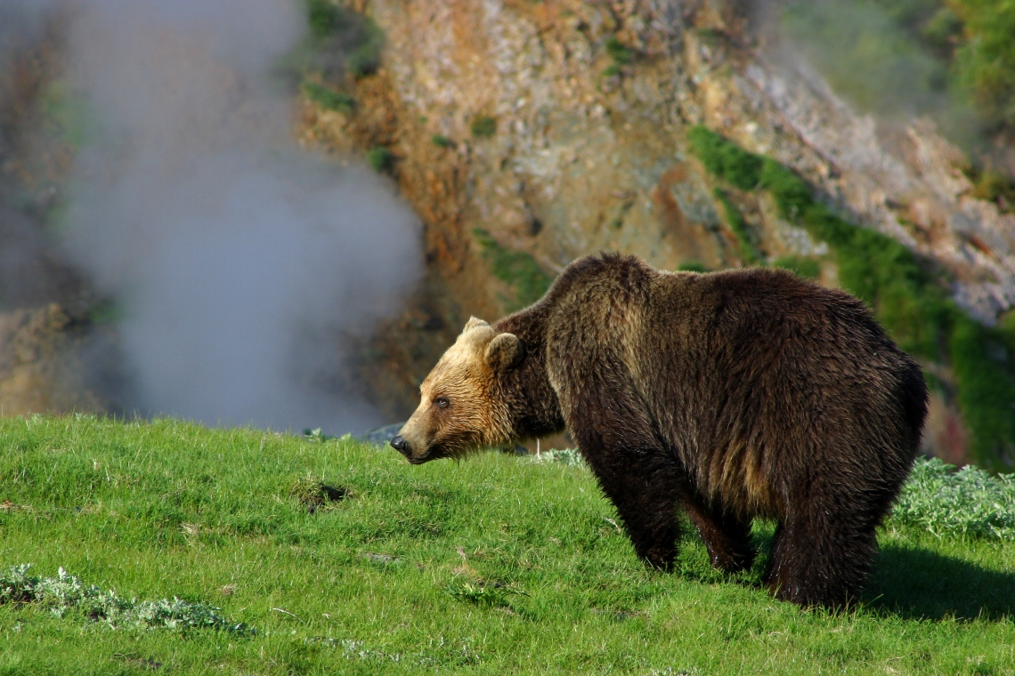 Brown bear_U arctos_Russian Far East_distinctive coat coloration_I Seryodkin