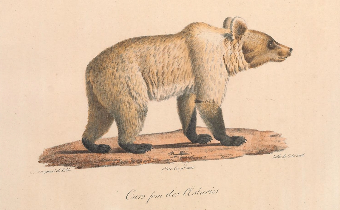 Brown bears with highly varying coat colorations were a source of confusion as to how many species there were [From St.-Hilaire & F. Cuvier 1824-25].