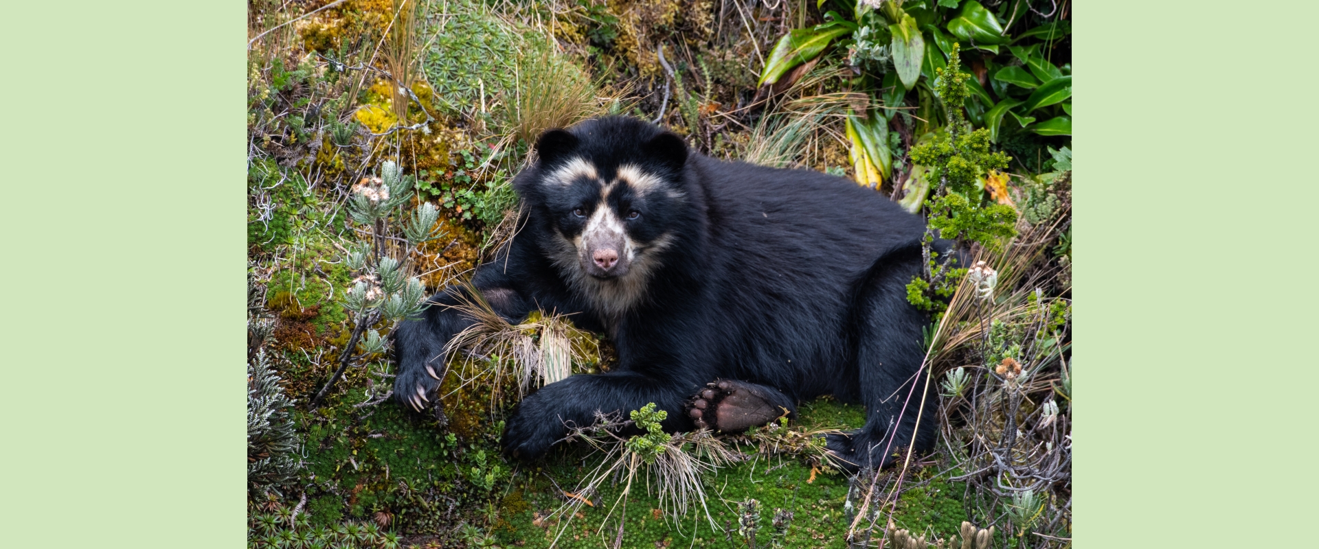 Andean bear