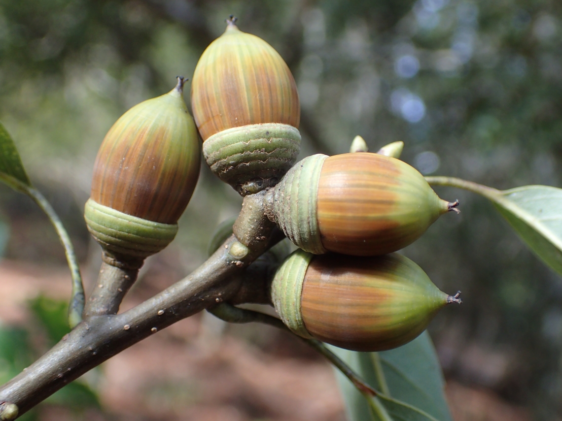 Asiatic black bear_U thibetanus_Taiwan_acorns_M-H Hwang