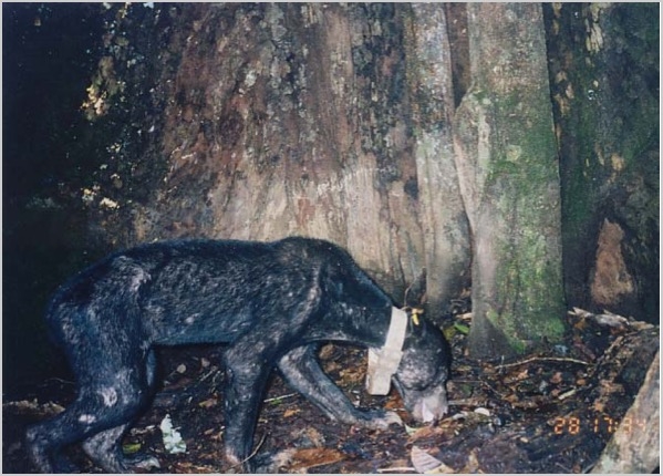 Sun bear_H malayanus_Sabah Malaysia_starving bear during intermasting period_S T Wong