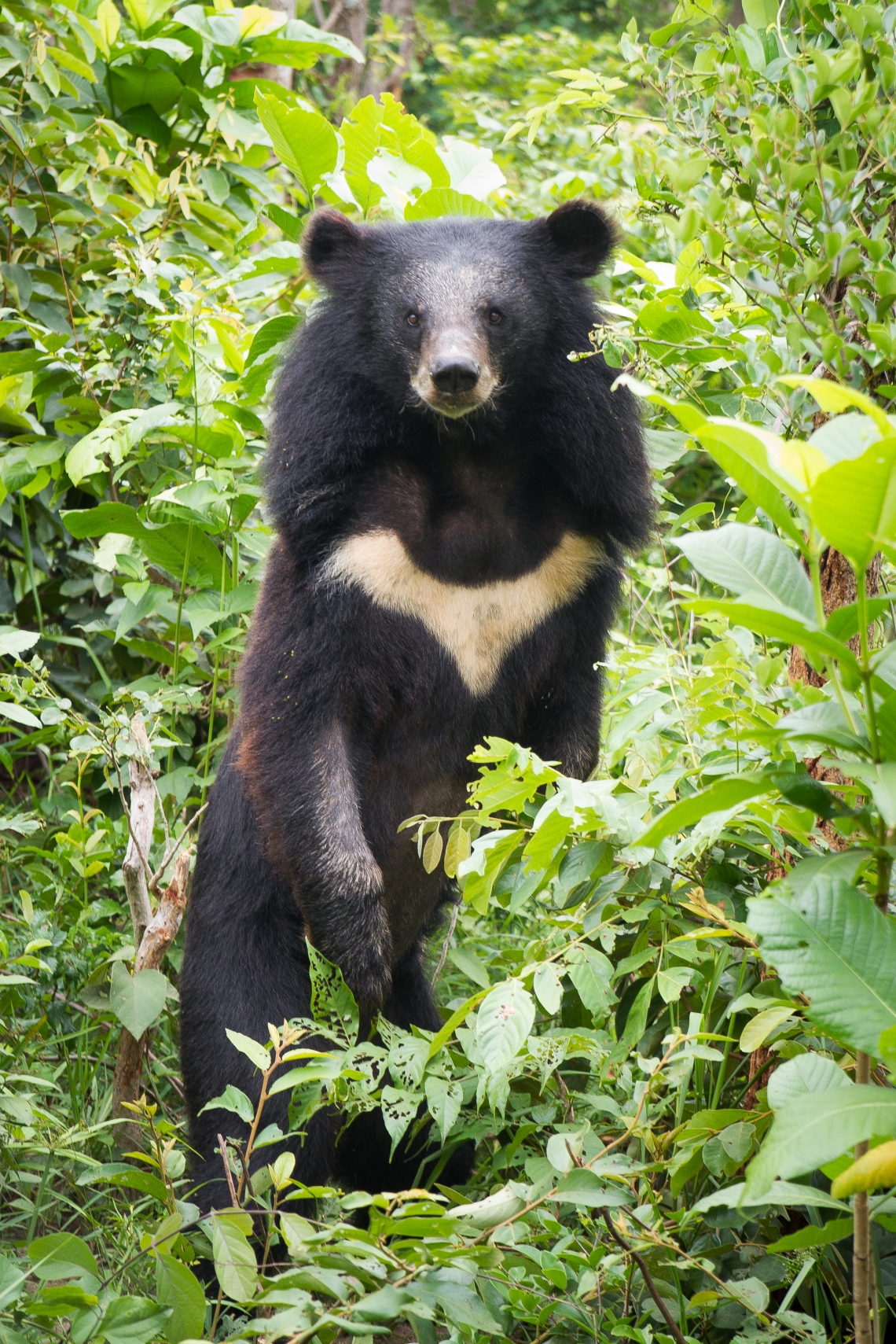 Asiatic black bear [photo Free the Bears]