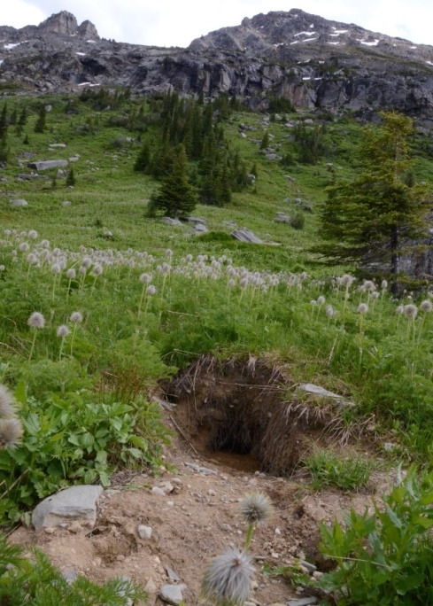 Brown bear_Ursus arctos_southern British Columbia Canada_bear dig for ground squirrels a favorite food_M Proctor
