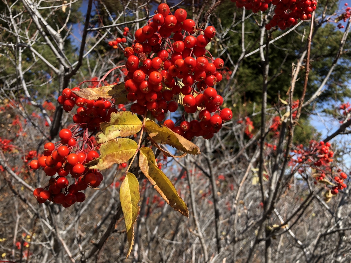 American black bear_U americanus_Idaho_Mountain Ash soft mast_J. Beecham
