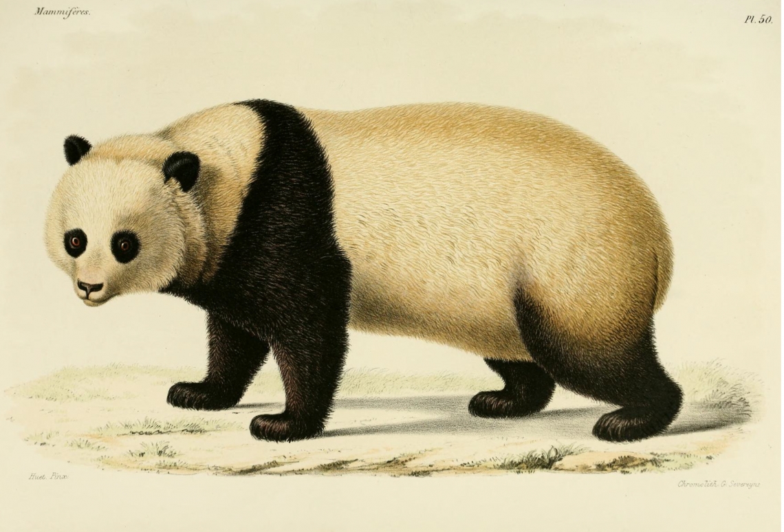First drawing of giant panda published in a scientific journal, based on the specimen sent to Paris by Armand David [from Milne-Edwards and Milne-Edwards 1868 to 1874, plate 50]. 