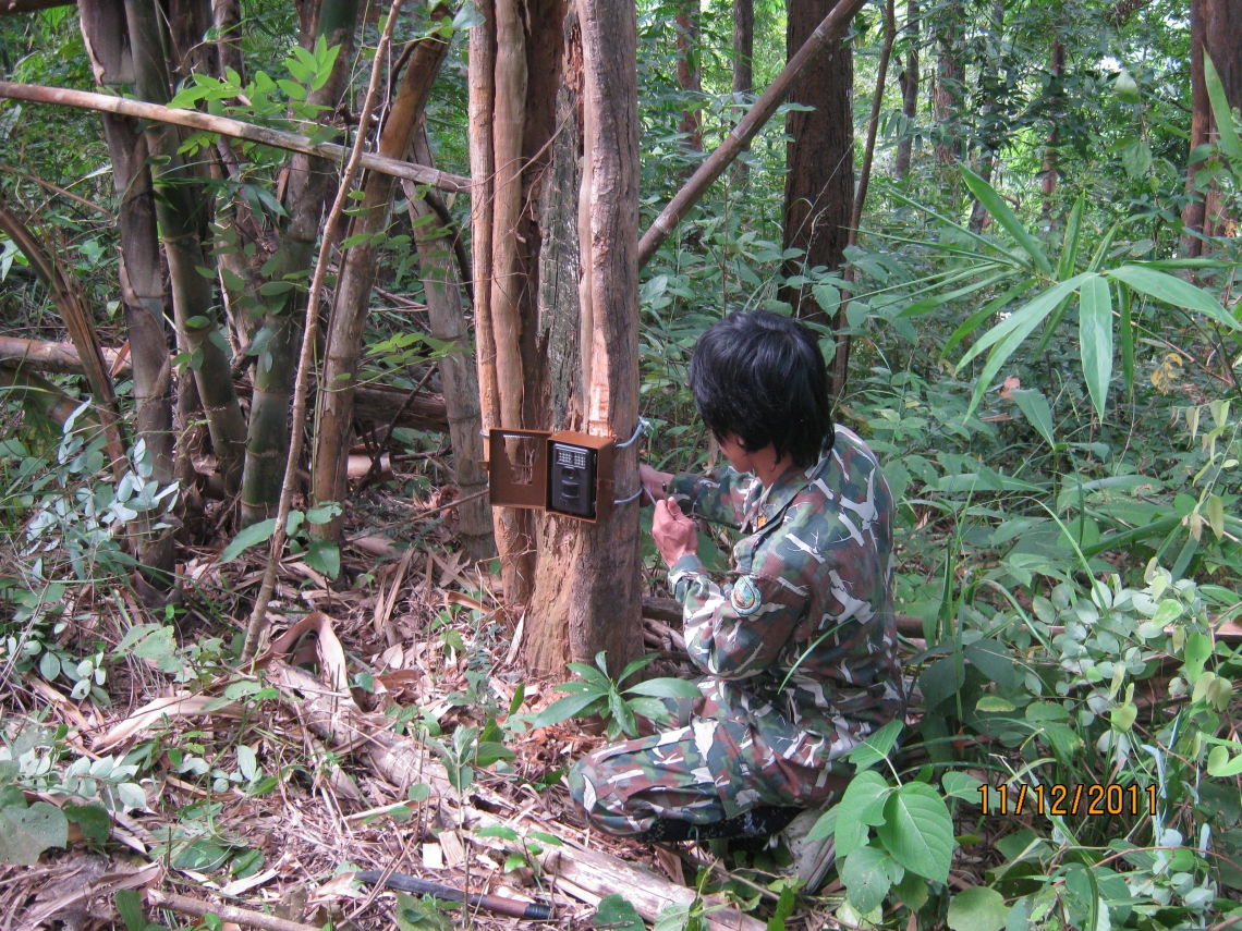 Sun bear_H malayanus_Thailand_setting camera trap_D Ngoprasert