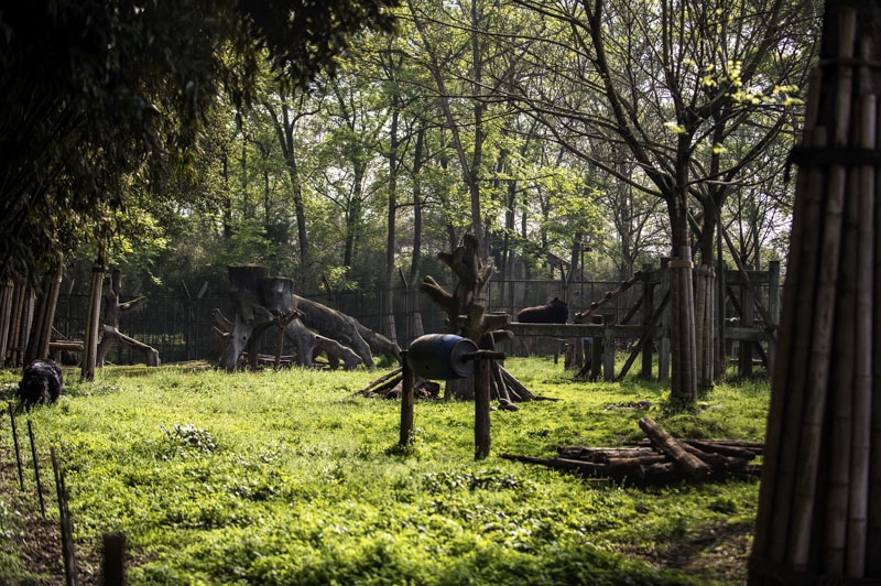 Asiatic black bear_U thibetanus_Animals Asia facility China_Animals Asia