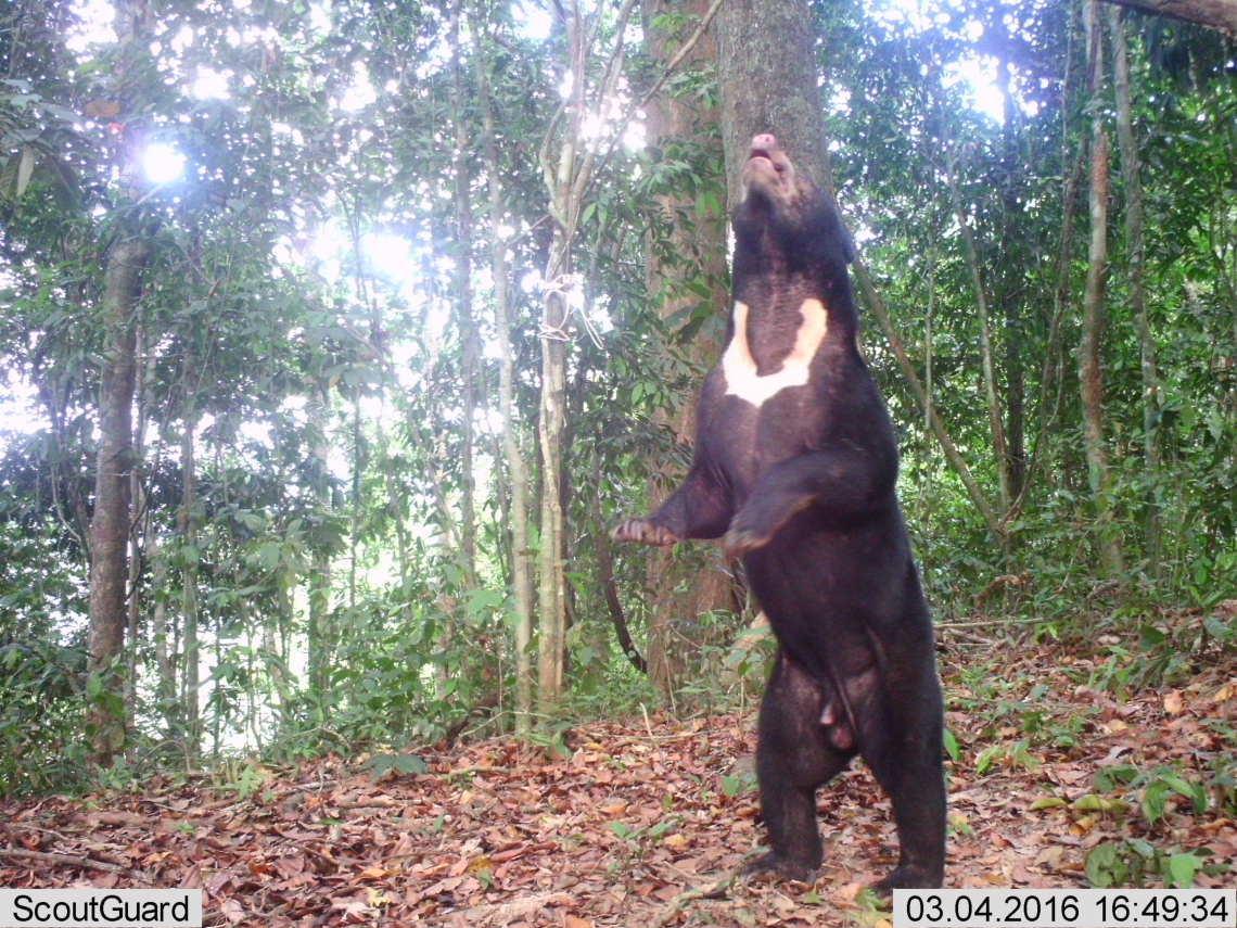 Sun bear_H malayanus_Thailand_baited camera trap photo showing individual chest marking_D Ngoprasert